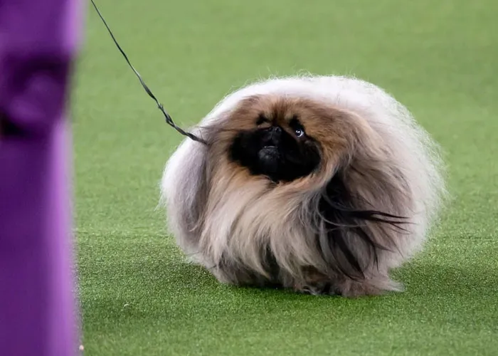 Wasabi, A Pekingese, Winner Of Best In Show At The Westminster Dog Show