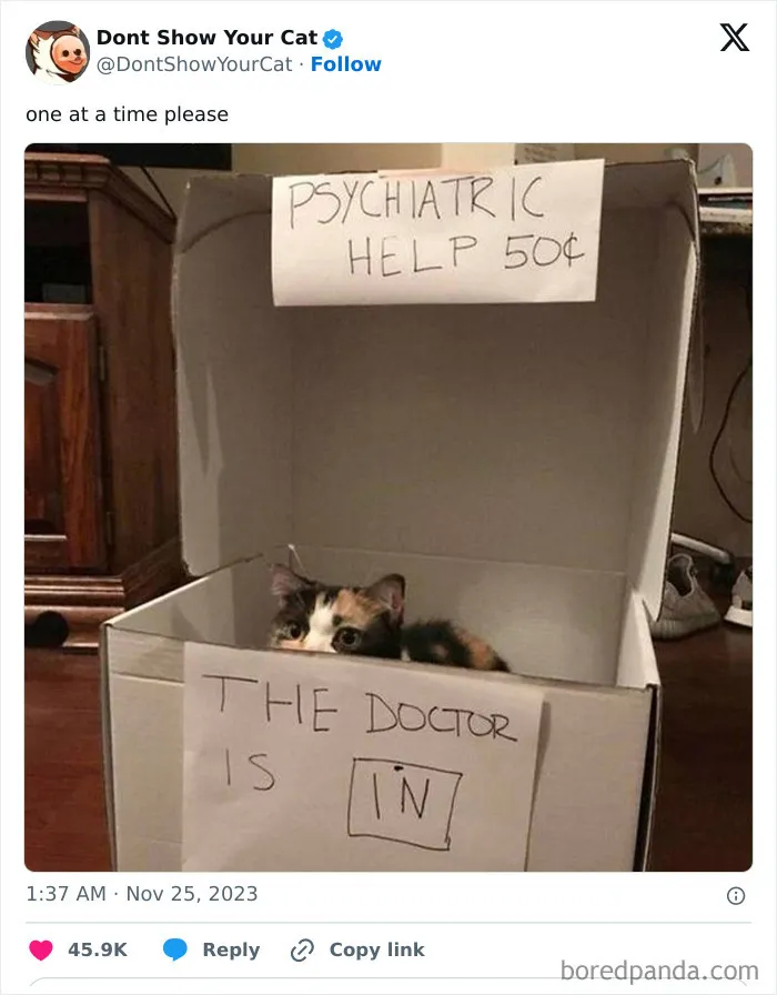 “Don’t Show Your Cat”: 40 Chucklesome Cat Pics And Memes Shared By This X Page