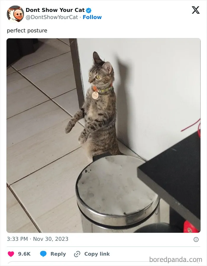 “Don’t Show Your Cat”: 40 Chucklesome Cat Pics And Memes Shared By This X Page
