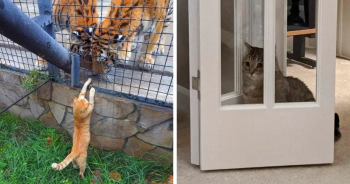 “Don’t Show Your Cat”: 40 Chucklesome Cat Pics And Memes Shared By This X Page