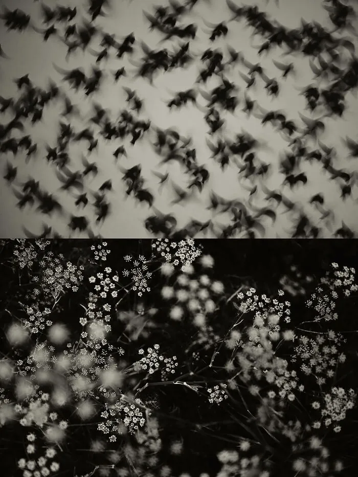 'GAIA': This Artist Explores Earth's Harmony With His Photos (20 Pics)