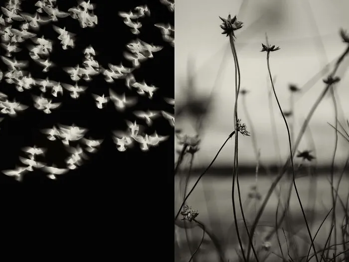 'GAIA': This Artist Explores Earth's Harmony With His Photos (20 Pics)