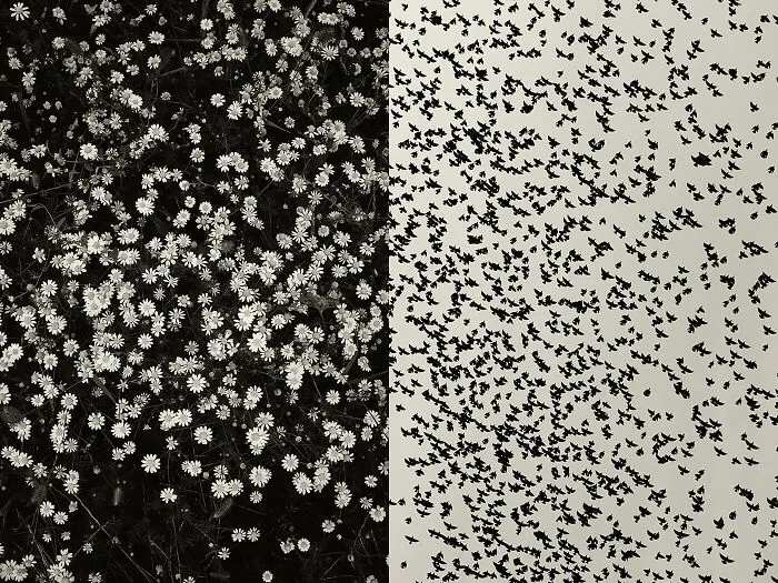 'GAIA': This Artist Explores Earth's Harmony With His Photos (20 Pics)
