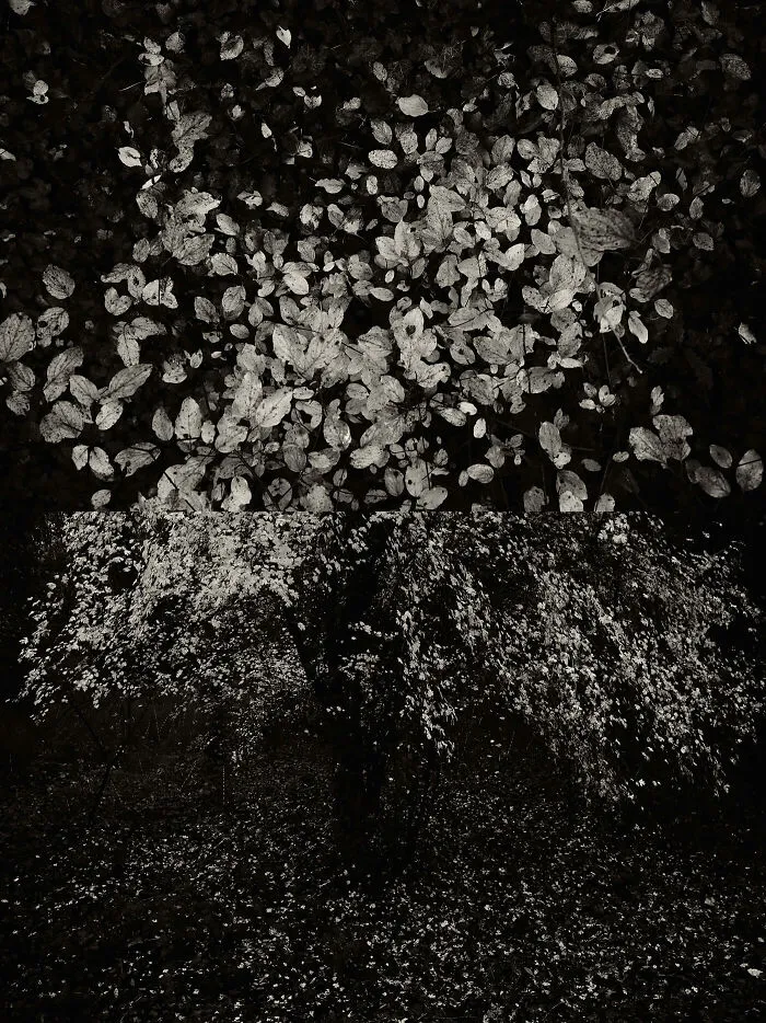 'GAIA': This Artist Explores Earth's Harmony With His Photos (20 Pics)