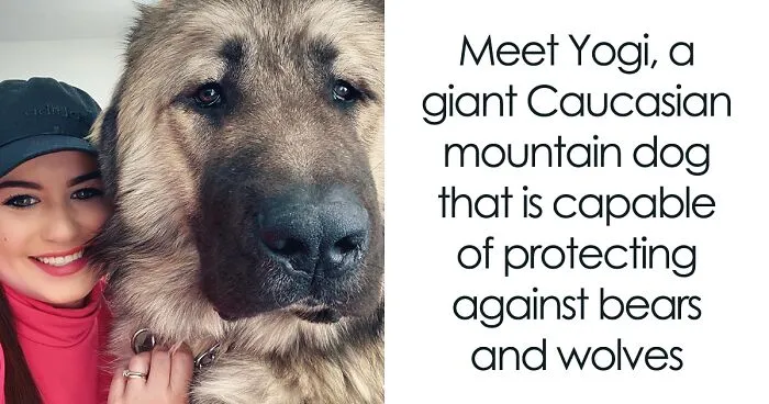 This Family From Boston Shares What It’s Like To Live With A Rare Bear-Like Guardian Dog