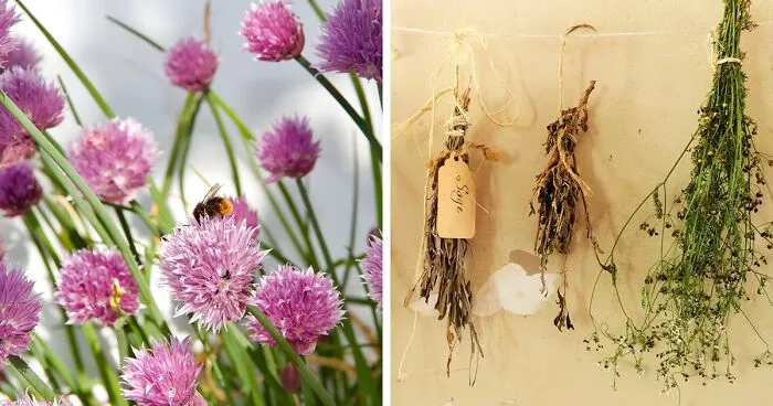 20 Best Herbs To Grow At Home (Even If You’re A Total Beginner)