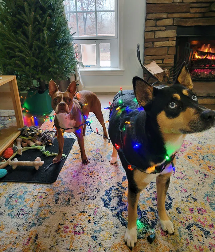 When You Ask Your (Grown) Children To Decorate The Tree And They Decorate The Dogs