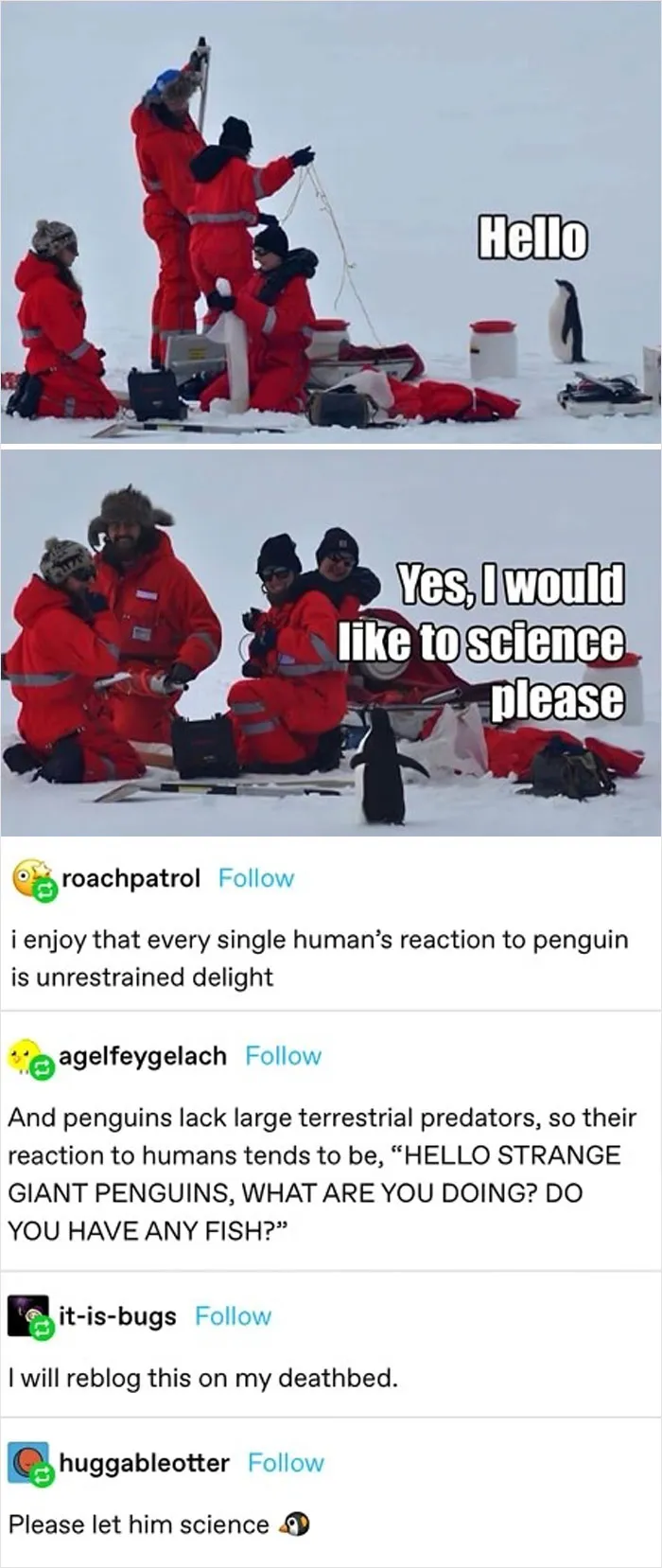 Kowalski, Report