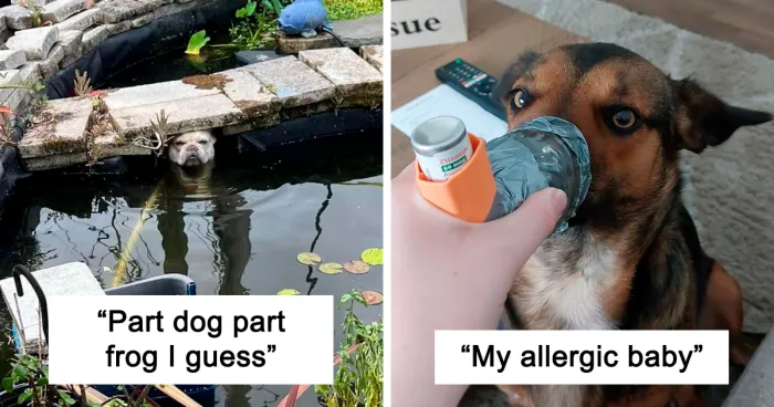 ‘What’s Wrong With Your Dog?’: 50 Funny Doggos That Baffled Their Owners (New Pics)