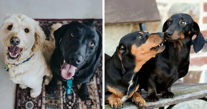 10 Tips for Introducing a New Dog and Helping Two Dogs Get Along