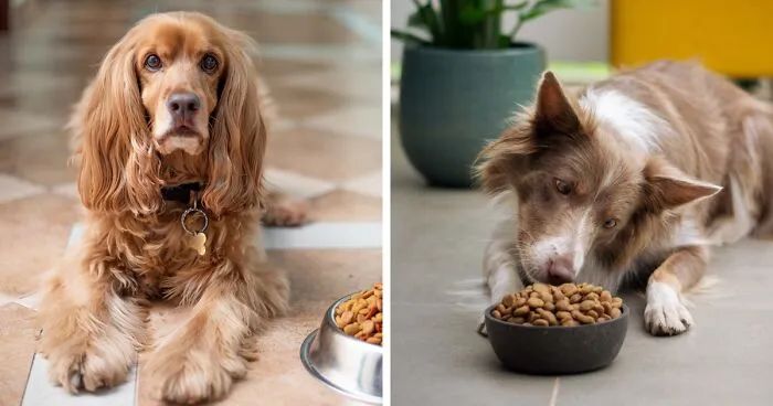 How to Give Pills to a Dog: All Ways Covered