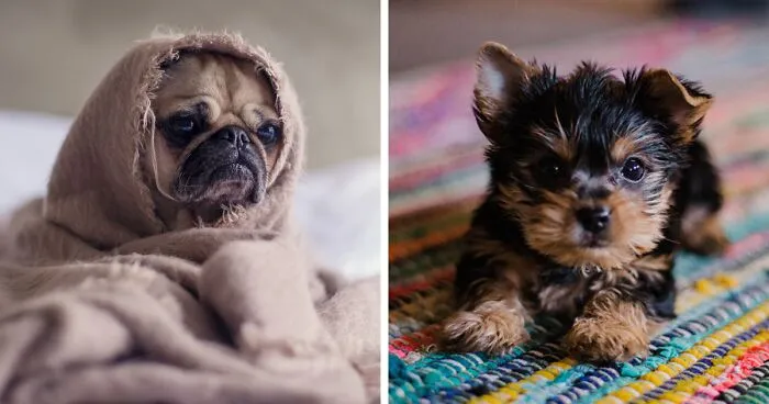 How To Prevent Separation Anxiety in Dogs