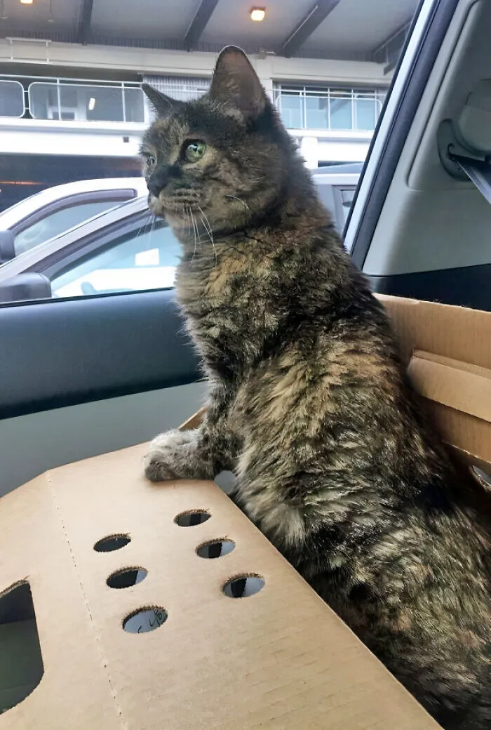 This 10-Year-Old Sweetie Had Been In The Shelter Since May, But On Christmas Eve, I Was Able To Give Her A Forever Home