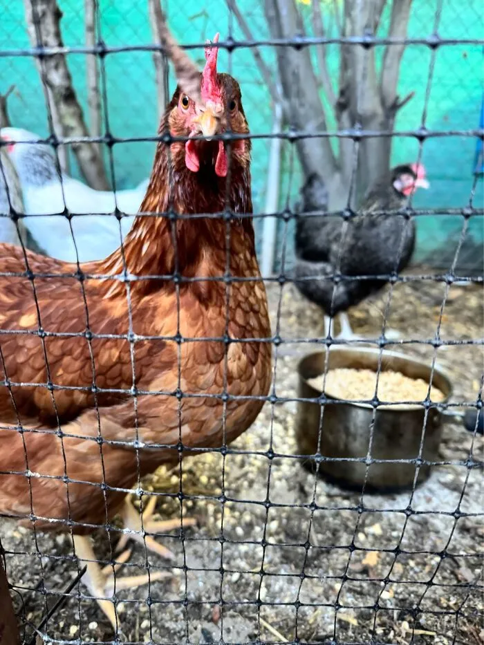 Does This Velociraptor Count? Mother Clucker