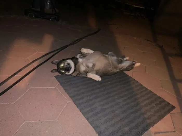 Our Maxi Good Boy!