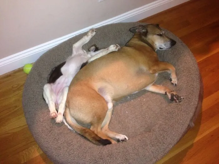 Our 8 Week Old Puppy With Our 7 Year Old Boy