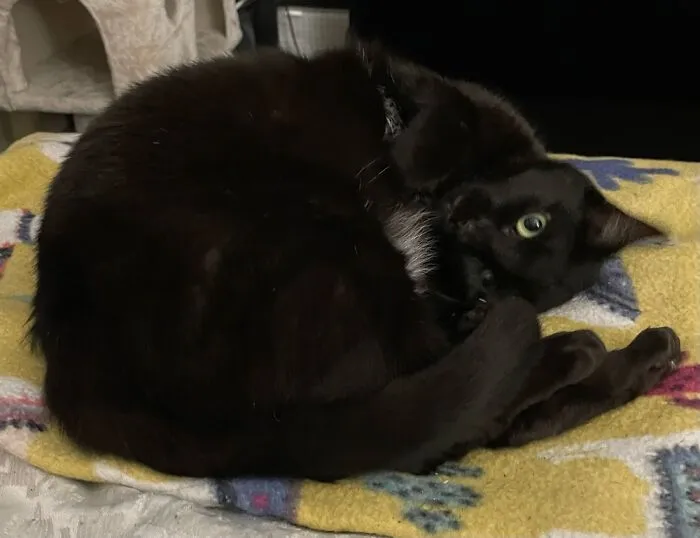 Curled Into Herself