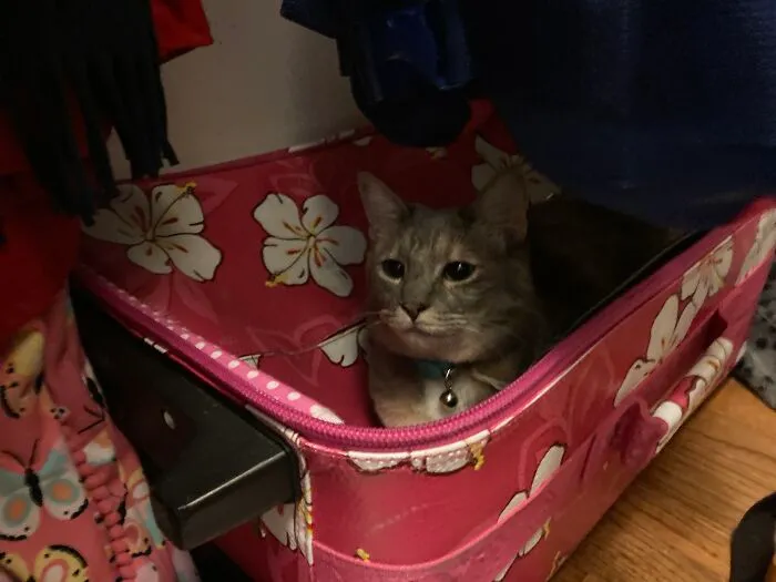 My Little Baby