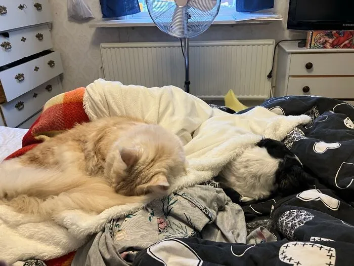 Puppy And Cat Sharing Blanket