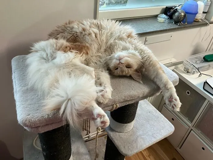 I Dare You To Touch The Tummy
