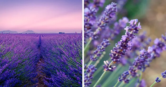 How to Grow, Use, And Care For A Lavender Plant