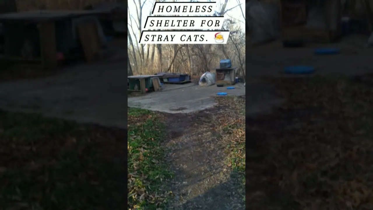 Christmas Kindness