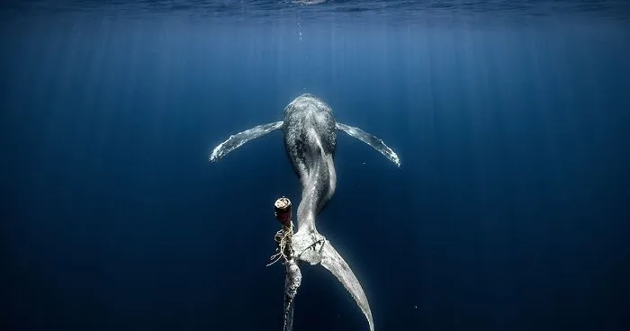28 Breathtaking Images Taken Of Marine Life That Won The Ocean Photography Awards 2023
