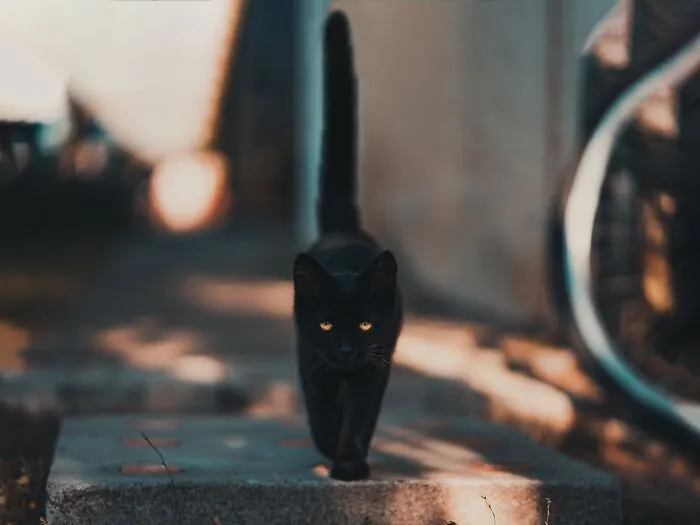 Shower Thoughts On Witches And Cats
