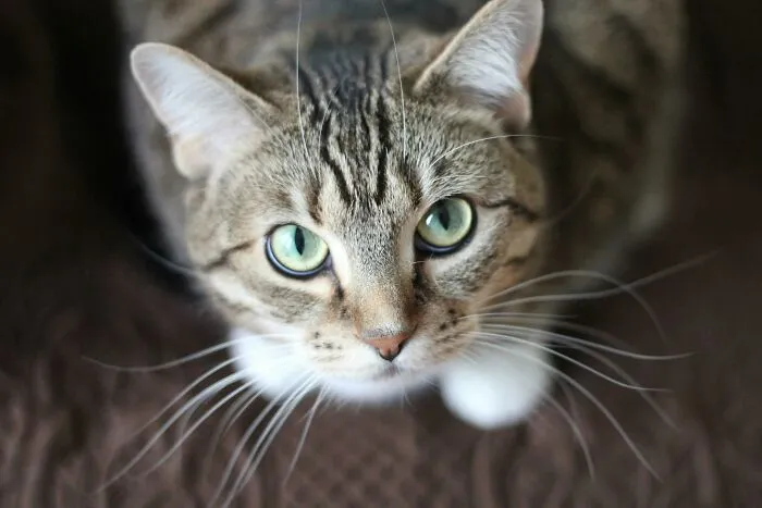 “What Is Extremely Rare But People Think It’s Very Common?” (35 Answers)
