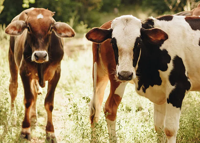 30 People Share Quirky Facts They Think Everyone Should Be Aware Of