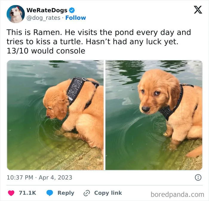 50 Hilariously Wholesome Dog Ratings To Brighten Up Your Day (New Pics)