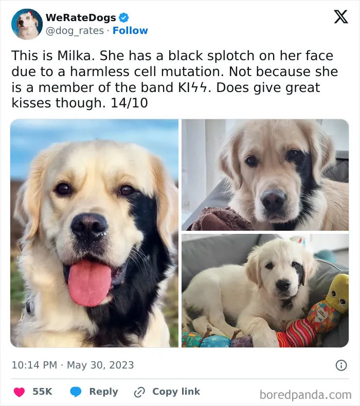 50 Hilariously Wholesome Dog Ratings To Brighten Up Your Day (New Pics)