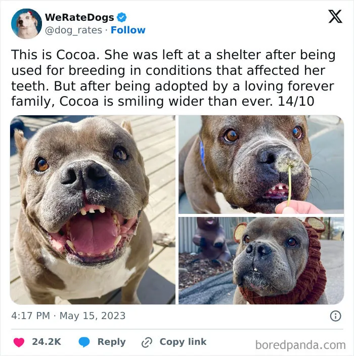 50 Hilariously Wholesome Dog Ratings To Brighten Up Your Day (New Pics)