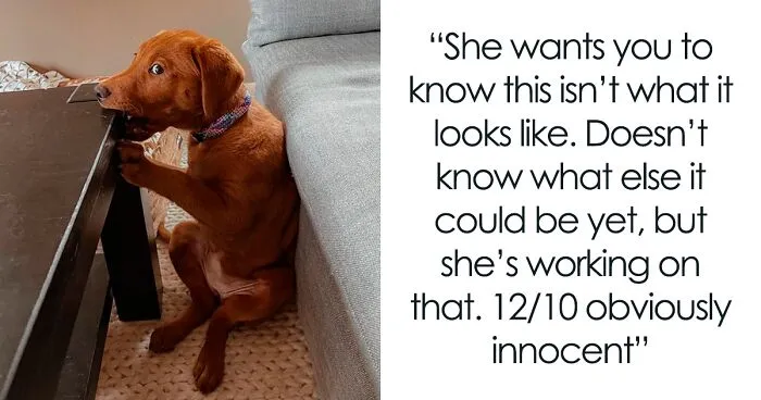 50 Hilariously Wholesome Dog Ratings To Brighten Up Your Day (New Pics)