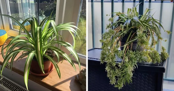 Spider Plant Care: Why You Should Let This Spider Crawl Into Your Home