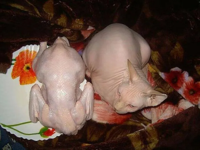 Cursed Images: 40 Pics From The Dark Side Of The Internet, As Shared On This X Page