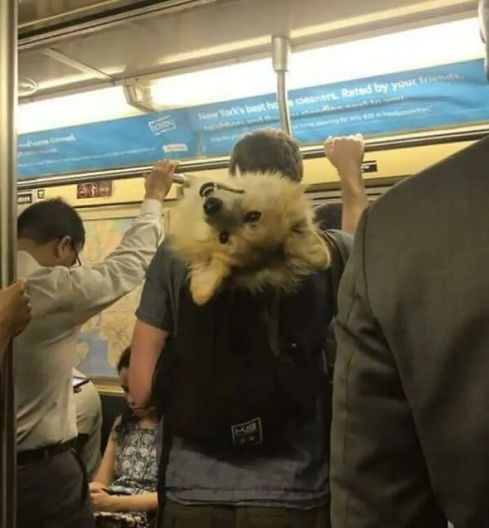 37 Cosas curiosas y divertidas vistas en el metro (Nuevas imágenes)