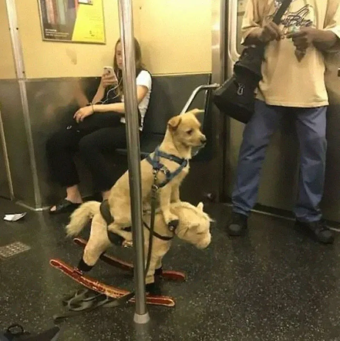 37 Cosas curiosas y divertidas vistas en el metro (Nuevas imágenes)