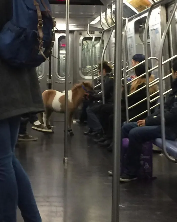 37 Cosas curiosas y divertidas vistas en el metro (Nuevas imágenes)