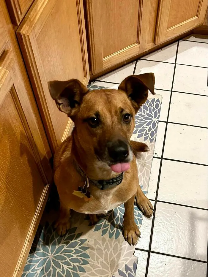Trooper's Response To Seeing Popcorn