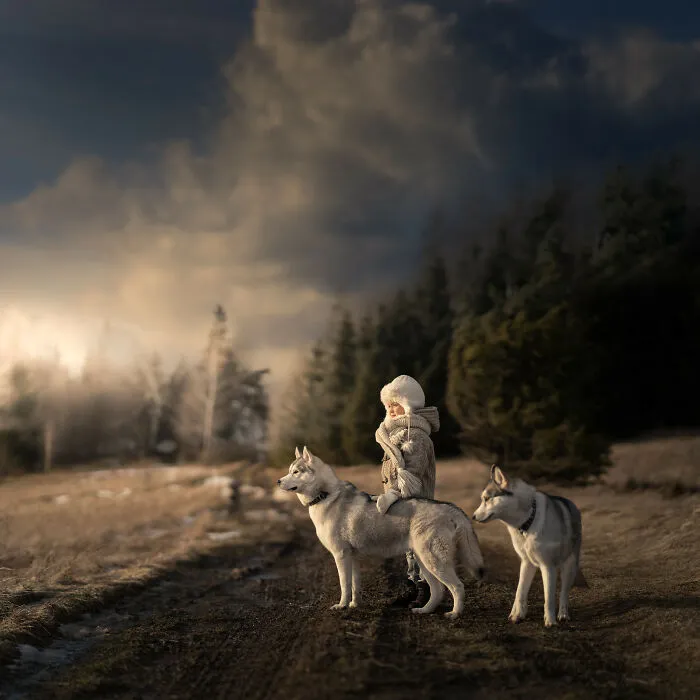 A Boy And Dogs