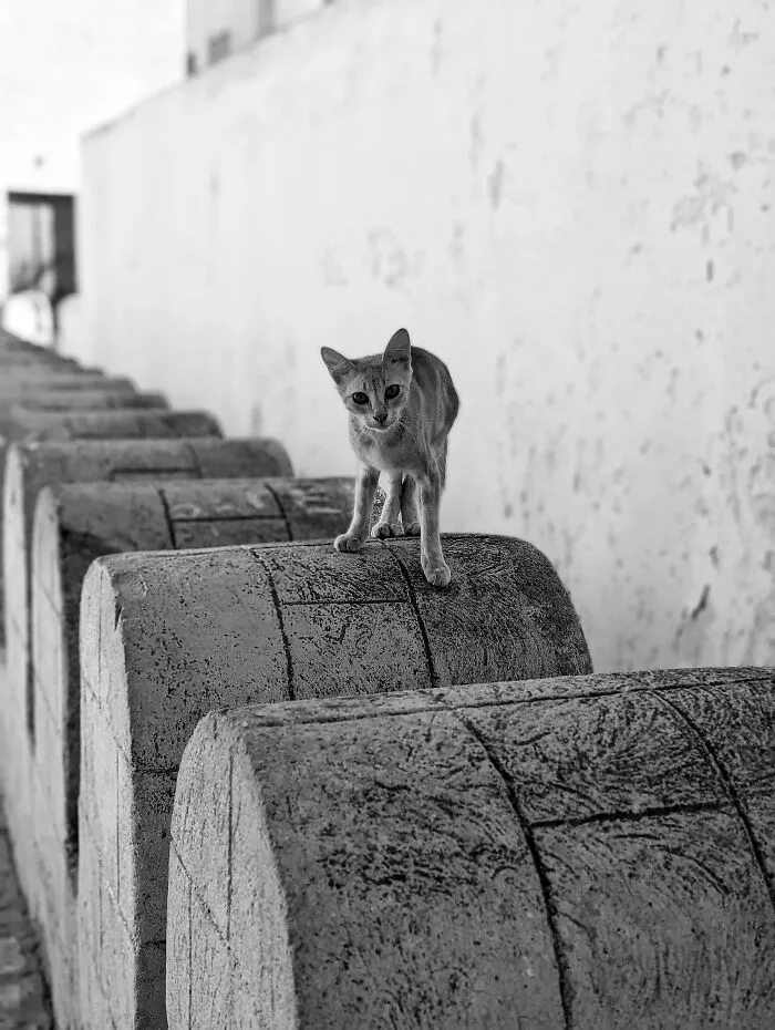 16 Smartphone Shots Documenting Life On The Streets Of Tunisia By This Photographer