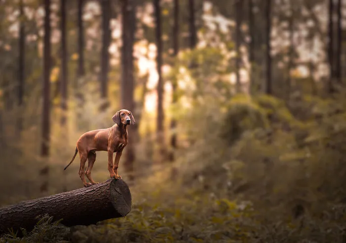 36 Paw-sitively Charming Dog Photographs I Captured