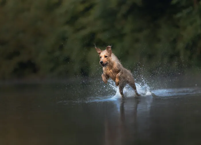 36 Paw-sitively Charming Dog Photographs I Captured