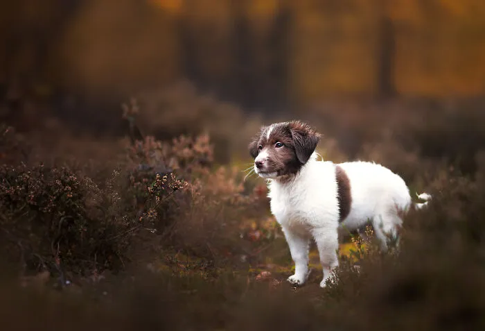 36 Paw-sitively Charming Dog Photographs I Captured