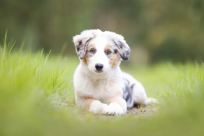 36 Paw-sitively Charming Dog Photographs I Captured