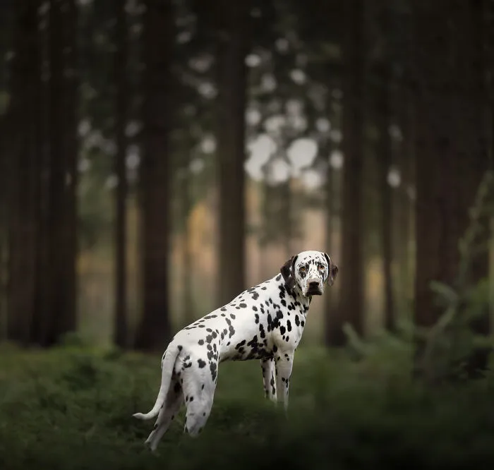 36 Paw-sitively Charming Dog Photographs I Captured