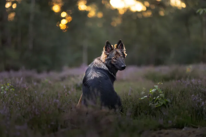 36 Paw-sitively Charming Dog Photographs I Captured