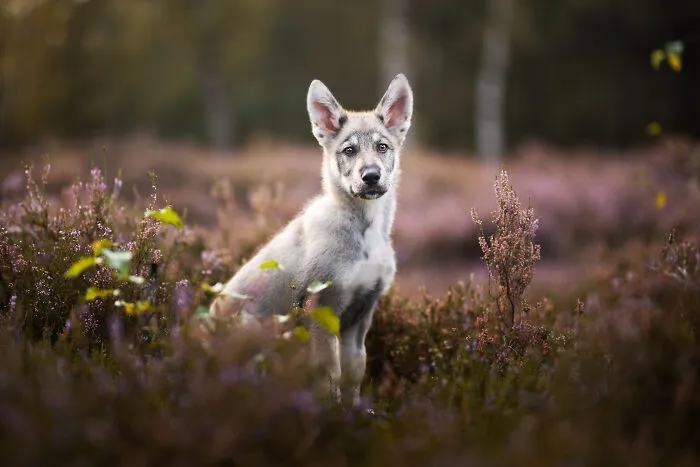 36 Paw-sitively Charming Dog Photographs I Captured