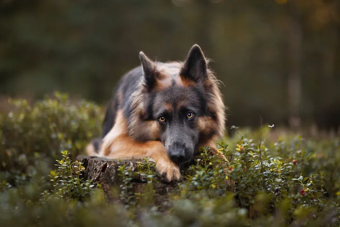 36 Paw-sitively Charming Dog Photographs I Captured